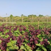 Small Grant Facilitation Awarded to ALiSEA Network Members in Southeast Asia