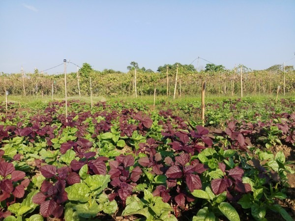 Small Grant Facilitation Awarded to ALiSEA Network Members in Southeast Asia