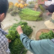 Agroecology Model Learning for Agricultural Students in Battambang, Cambodia