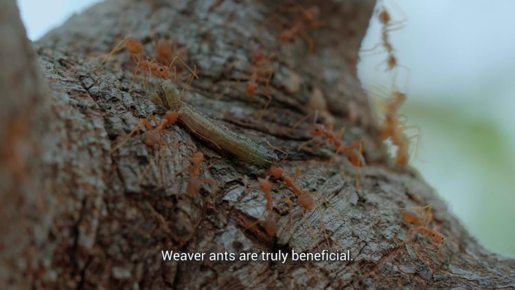 The Role of Weaver Ants in Sustainable Agriculture